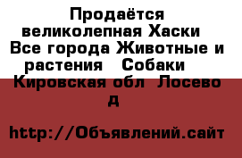 Продаётся великолепная Хаски - Все города Животные и растения » Собаки   . Кировская обл.,Лосево д.